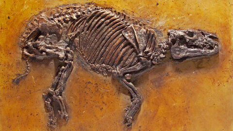 Das in der Grube Messel gefundene Fossil eines Urpferdchens